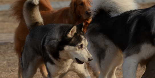 世界十大名犬排行榜,世界名犬前十名图6