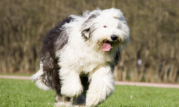 世界十大名犬排行榜,世界名犬前十名图18