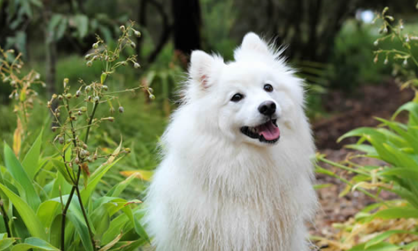 世界十大名犬排行榜,世界名犬前十名图22