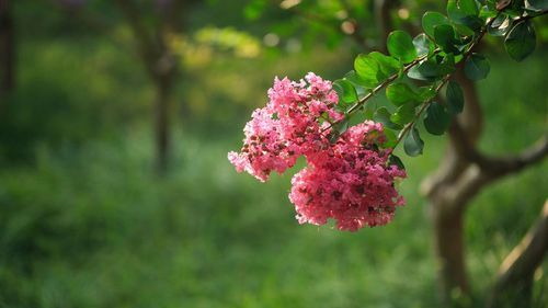 花颜月貌是什么生肖,在十二生肖中哪个动物是花颜月貌图2