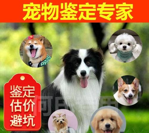 宠物犬类品种大全，小型犬品种大全？图4