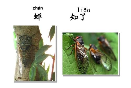 蝉的拼音和意思,蝉的拼音解释图4