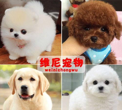 宠物犬排名及图片大全,常见宠物狗的排行图2