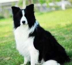 各种名犬图片大全,世界所有名犬的图片和名字图4