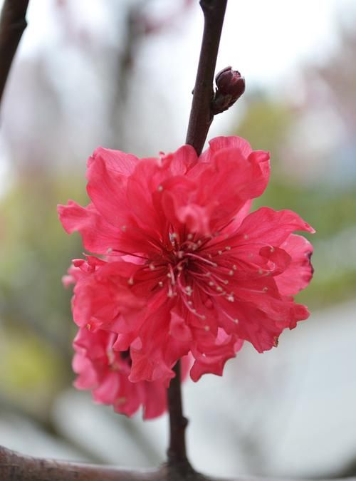 85年属牛正桃花何时出现
,属牛的桃花劫是谁图1