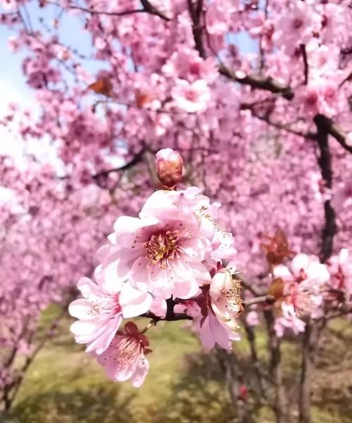 85年属牛正桃花何时出现
,属牛的桃花劫是谁图3