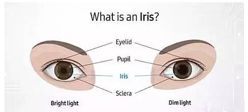 iris是什么意思,Iris中文是什么意思的图1