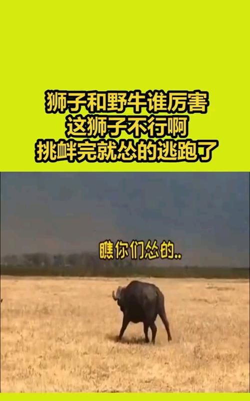 你骂狮子男他就怂了
，我家狗子平时见陌生人都不叫，有一天去楼下遛弯，冲一个男的一直叫，这是怎么回事？图2