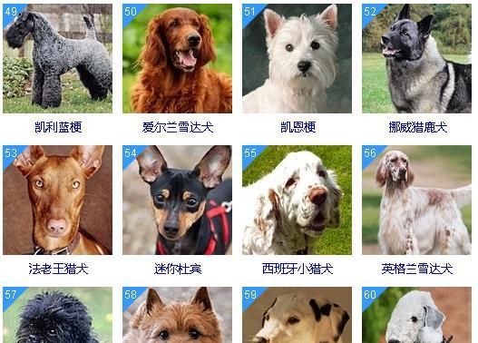 宠物狗排名，2019年热门宠物狗排名？图6