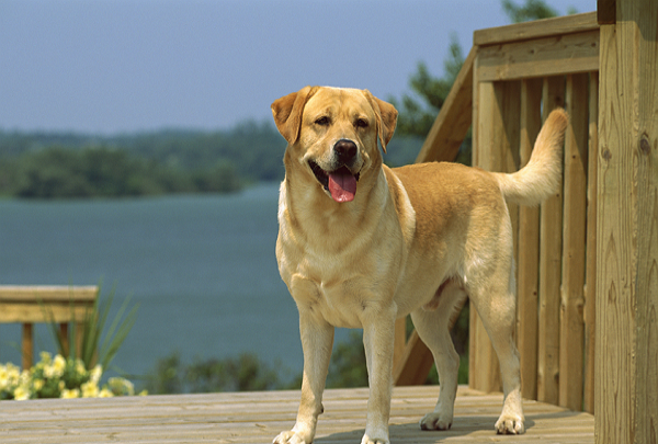 十种最好养的小型犬,十大适合家养的小型狗图片图4