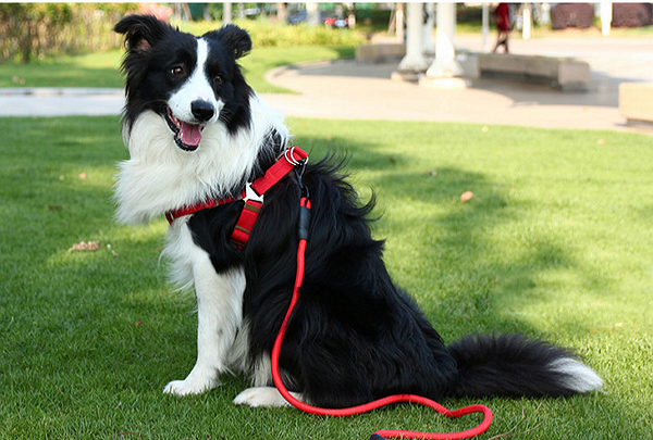 十种最好养的小型犬,十大适合家养的小型狗图片图5