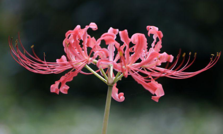 生僻唯美的花名,优美的花名有哪些图2