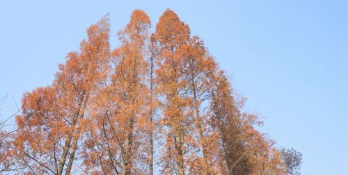 林子颜色,还有的树林变成紫红紫红图4