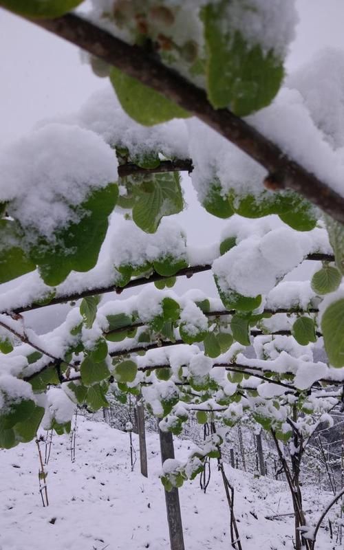 梦见下大雪纷飞是什么预兆,晚上睡觉梦见鬼是什么征兆图2