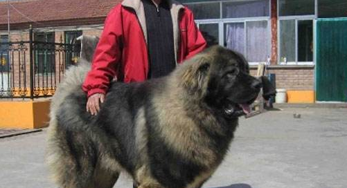 00多重名犬排行图片,世界名狗排行榜图片图2