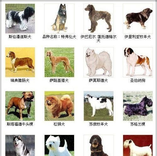 00多重名犬排行图片,世界名狗排行榜图片图9