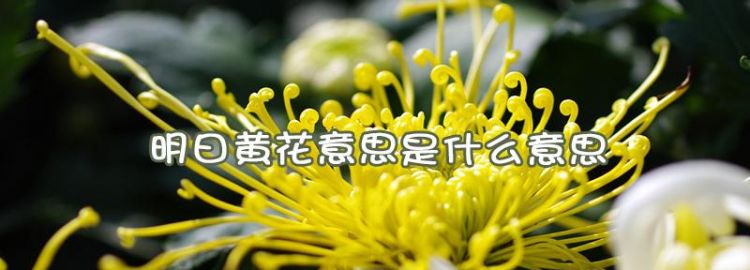 明日黄花是什么意思,明日黄花是什么意思是什么图1