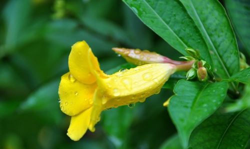 明日黄花是什么意思,明日黄花是什么意思是什么图5