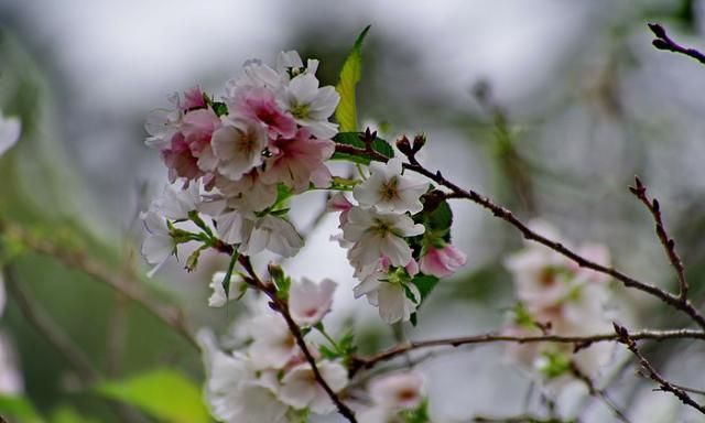 关于樱花的网名,好听的关于樱花的名字图4