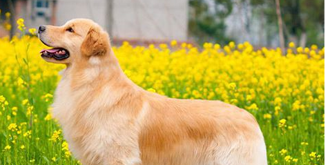 十大聪明犬排名,聪明的狗狗排行榜小型犬图4