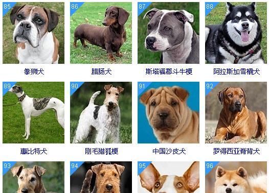 十大聪明犬排名,聪明的狗狗排行榜小型犬图11