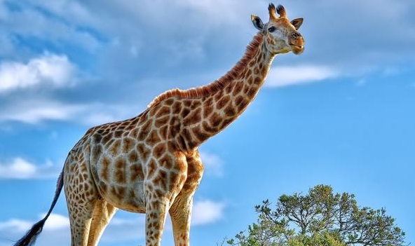 giraffe,长颈鹿英语怎么读图3