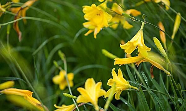 明日黄花和昨日黄花的区别,昨日黄花与明日黄花,有什么区别?图1