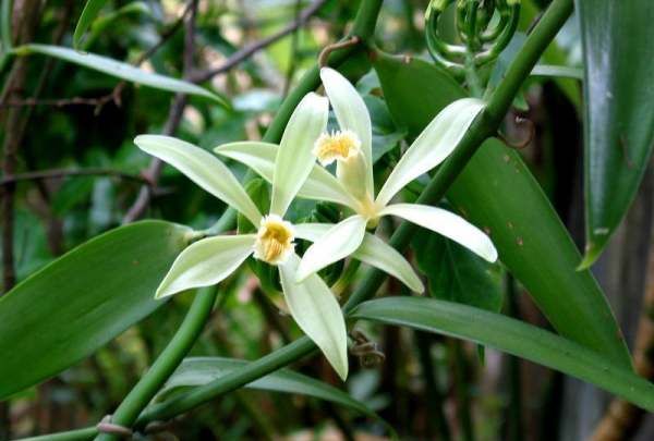 香荚兰花英文,荒野大镖客2香荚兰花在哪里图2