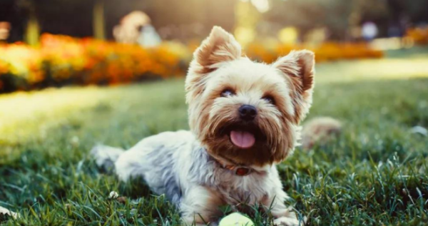 十大便宜好养的小型犬,十大新手最好养的小型犬图4