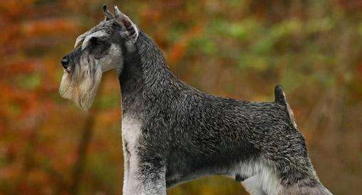 十大便宜好养的小型犬,十大新手最好养的小型犬图13