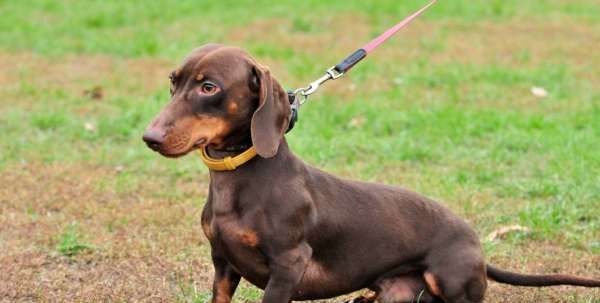 十大便宜好养的小型犬,十大新手最好养的小型犬图22