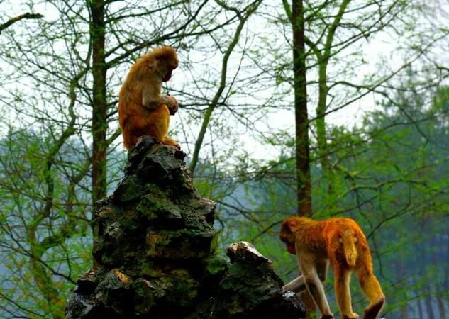 沐猴而冠,沐猴而冠什么意思图3