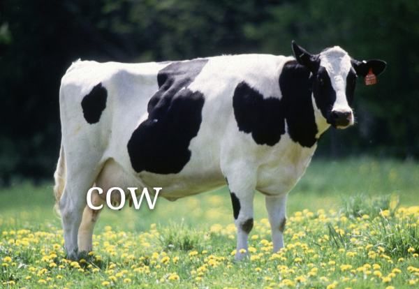 牛的英文ox,牛的英文怎么拼图2