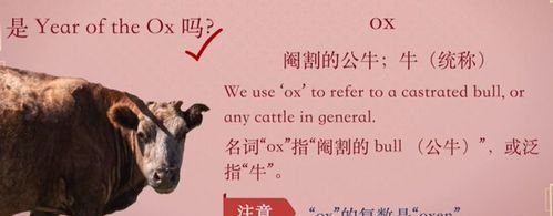 牛的英文ox,牛的英文怎么拼图4