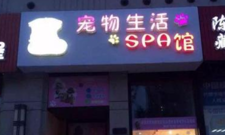 好听不俗的宠物店名字,简洁宠物店名字高端 英文图5