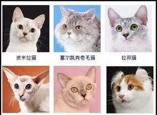 猫品种大全及图片,猫的品种图片名字大全图20