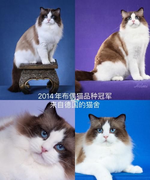 宠物猫的品种大全排行,宠物狗排名前十图2