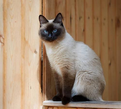 宠物猫的品种大全排行,宠物狗排名前十图4