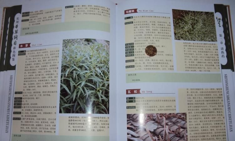 本草纲目里好听的名字,好听又有深意的植物名有寓意的字图4