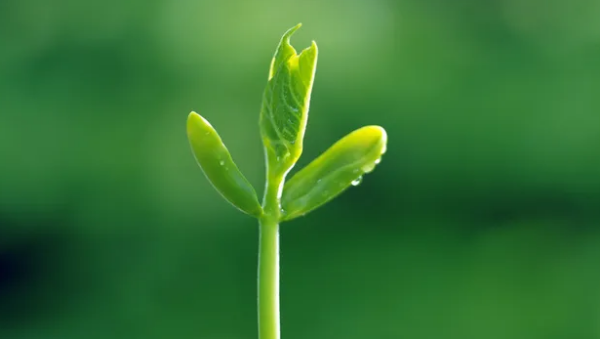 向组词一年级,一年级下册组词全部图4