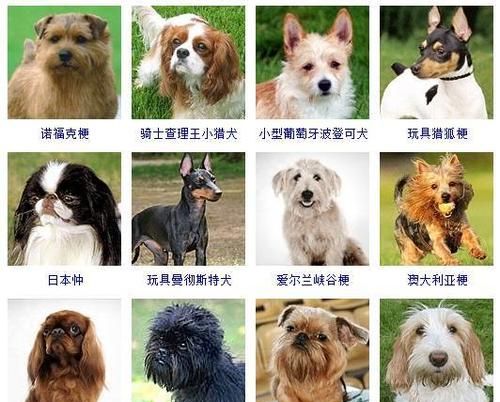 宠物狗品种排名前十,十大宠物狗排名,牧羊猎犬图1