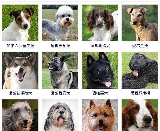 宠物狗品种排名前十,十大宠物狗排名,牧羊猎犬图3