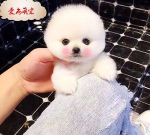 博美犬图片幼犬,新手怎么养博美犬图1