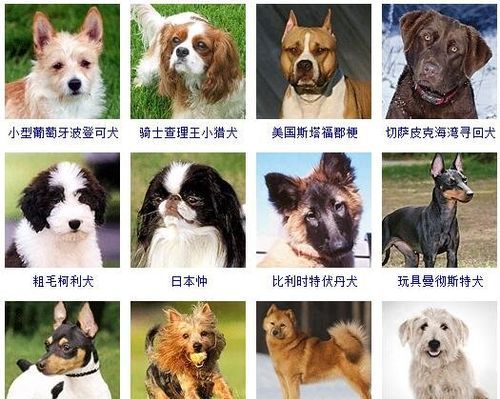 宠物狗有哪些品种图片-宠物狗的品种有哪些图片