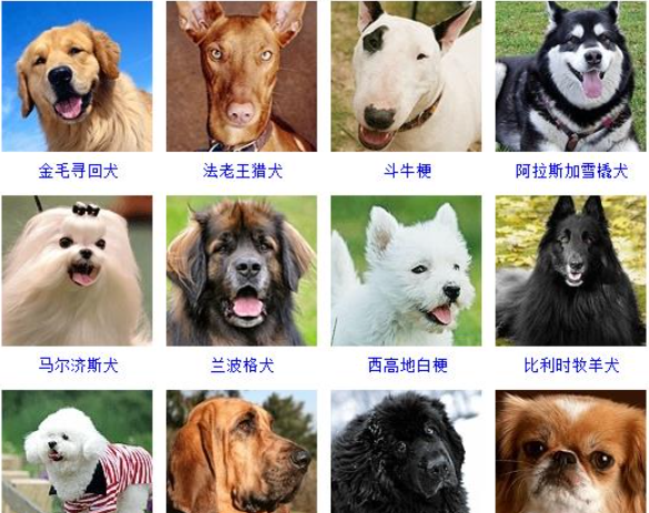 十大名犬排名图片图片