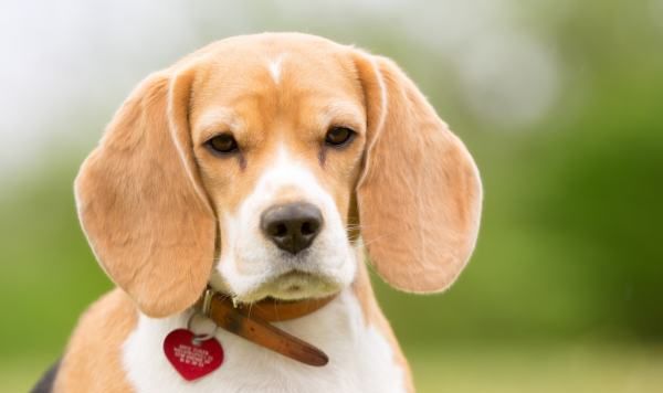 中华田园犬为什么禁养,中华田园犬在哪个城市被禁养图3