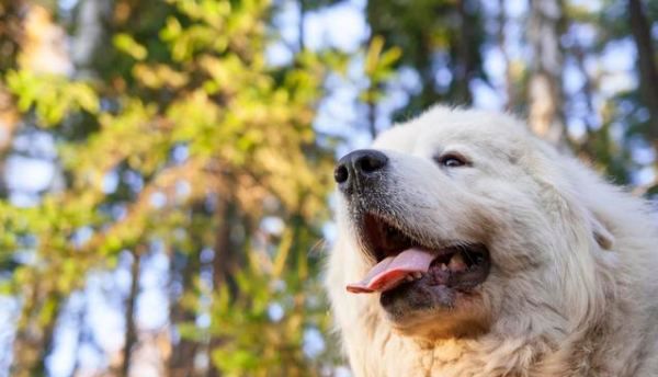 中华田园犬为什么禁养,中华田园犬在哪个城市被禁养图4