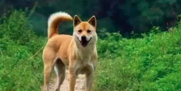 中华田园犬为什么禁养,中华田园犬在哪个城市被禁养图11