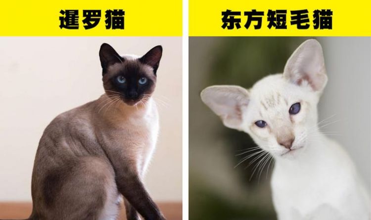 猫的品种图片名字大全,猫的品种图片名字大全图2