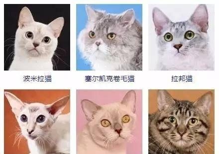 猫的品种图片名字大全,猫的品种图片名字大全图4